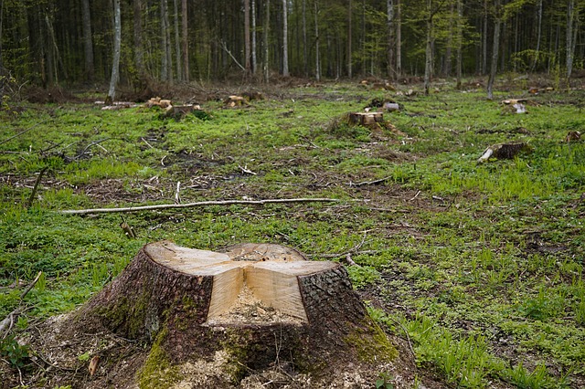 Protest w Puszczy Białowieskiej